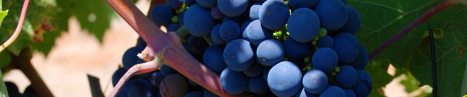 Articles About Wine, Wine Grapes and Wine Making